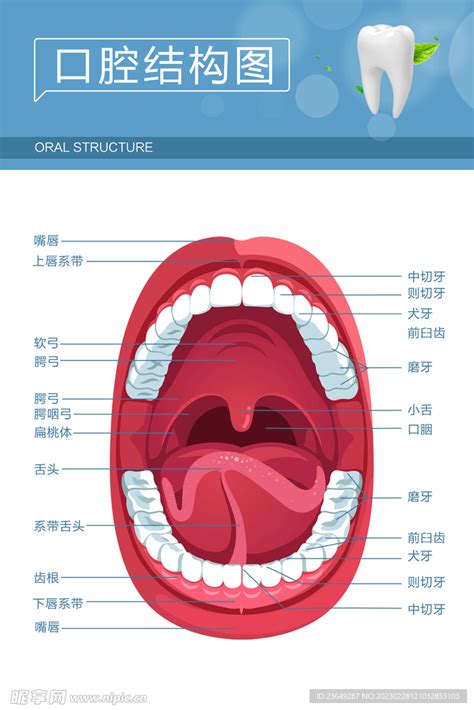 嘴巴器官|口腔解剖与生理